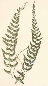 Image result for Asplenium preussii
