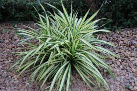 Image result for Chlorophytum silvaticum