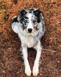 Facts You Need To Know About The Border Collie Colors And Markings Bordercolliehealth Border collie dekreu blue merle. border collie colors and markings