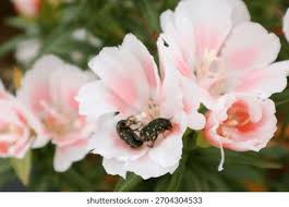 Image result for dipladenie amonea