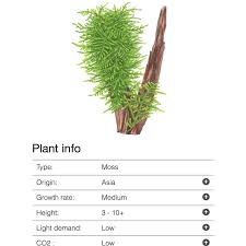 Image result for Thesium microphyllum