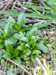 Les Plantes Sauvages Comestibles De La Theorie A La Pratique Plantes Sauvages Comestibles Plantes Sauvages Plantes Comestibles