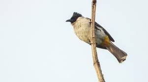 Burung ini termasuk jenis burung kicau yang sudah terkenal. Daftar Harga Burung Kutilang Berdasarkan Jenis 2021