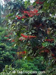 Image result for Rourea coccinea