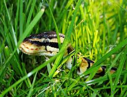 In certain asian and native american cultures, snakes symbolize wisdom and knowledge. Fwbuqea6al Uom