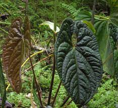 Anthurium Luxurians Of The Araceae Family Tanaman Hias Daun Bunga Tanaman