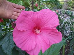 We did not find results for: Hardy Hibiscus Seeds Lord Baltimore Winter Hardy Shrub 10 Seeds Shrubs Plants Seeds Bulbs Amaltheiayada Gr