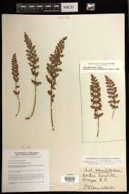 Image result for Cheilanthes angustifrondosa