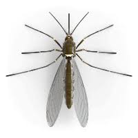 You blind leaders, who strain out a tiny gnat i.e., from your drinking water and yet swallow a whole camel. Raid Multi Insect Killer