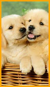 Pin By Fares On Dog Wallpaper Iphone Puppy Wallpaper Dog Wallpaper Iphone Cute Puppy Wallpaper