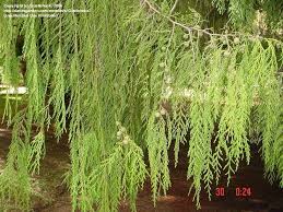 Image result for Cupressus funebris