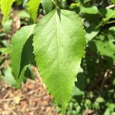 Image result for Cordia afra