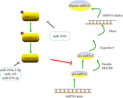 Maybe you would like to learn more about one of these? Analysis Of The Role Of The Hippo Pathway In Cancer Journal Of Translational Medicine Full Text