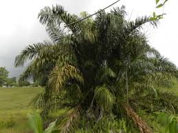 Image result for Raphia rostrata