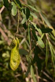 Image result for Securidaca longepedunculata