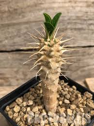 Image result for Euphorbia glanduligera