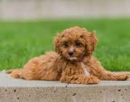 To find additional cavapoo dogs available for adoption check: Cavapoo Puppies In Iowa For Sale Top 5 Breeders 2021 We Love Doodles