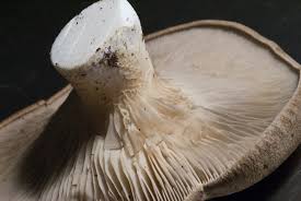 Antunna,funghi di carne del 28 dicem 2011. Cardoncello Pleurotus Eryngii Fungocardoncello It