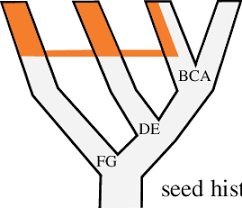 Image result for Alloteropsis paniculata