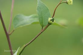 Image result for Azanza lampas