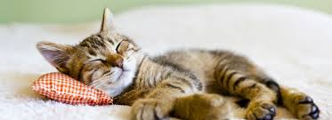Image result for rest