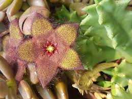 Image result for Orbea melanantha