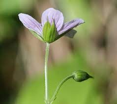 A sepal ( or) is a part of the flower of angiosperms (flowering plants). Sepal Definition And Function Biology Dictionary