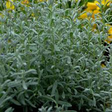 Image result for Cerastium