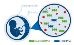 This is then compared with a blood or cheek swab. Prenatal Paternity Test Faqs Dna Diagnostics Centre