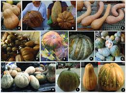 Image result for Cucurbita moschata