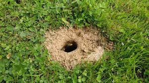 We did not find results for: Nid De Guepes Souterrain Youtube