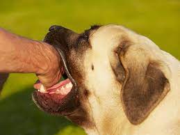 Como Curar Una Mordida De Perro En Casa En Solo 10 Pasos
