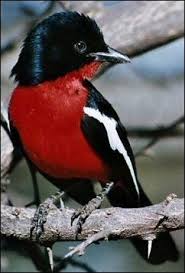 Bird With Red Head And Chest Black Wings Beautiful Crimson Breasted Shr Love Moments Beautiful Birds Birds Pet Birds