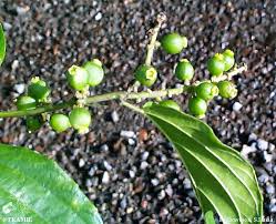 Image result for Gouania scandens