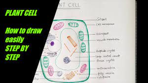 Check spelling or type a new query. How To Draw Plant Cell For Class 9 To 12 Step By Step Demonstration Simple And Easy Bio Diag Youtube