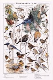 Birds Of The Garden Winter Ii Chart Bird Identification Charts Birds Pet Birds Beautiful Birds
