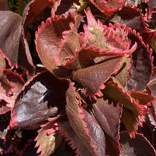 Image result for Acalypha lanceolata
