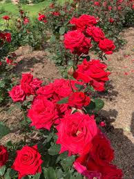 A compact rose with repeat blooming throughout the season. Jimmy Turner On Twitter The Hybrid Tea Rose Kardinal Is Quite Abundant In Flower Too At The Centparklands Rosegarden Perfect Rose For Valentines Almost No Fragrance Though Bred By Kordes Roses Heirloomroses