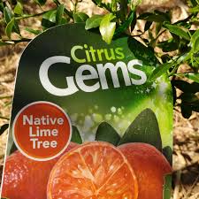 While there have always been a few small potted plants around our home, in the past few months i have made many new additi. Citrus Aurantifolia Red Lime Citrus Tree Red Lime In Gardentags Plant Encyclopedia