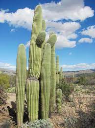 It was once the largest saguaro in the world, two others have been found recently that have tied it's measurements. Cactus Clusters Can Be Seen On Desert Hikes Around Tucson Outdoors Tucson Com