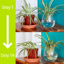 Spider plants are unique in itself. Simple Spider Plant Propagation Gardenstead