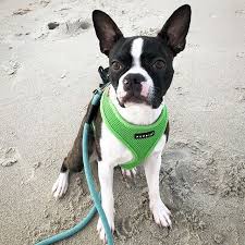 Pin On Boston Terrior