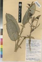 Image result for Hypselodelphys