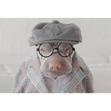 Sometimes As An Old Man Wrinkly Dog Shar Pei Dog Shar Pei