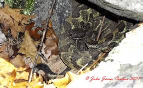 Pin On Timber Rattlesnake Photos By John Carlson