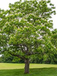 Image result for Catalpa