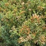 Image result for Pluchea dioscoridis