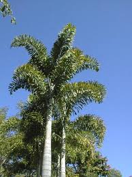 Image result for Wodyetia bifurcata