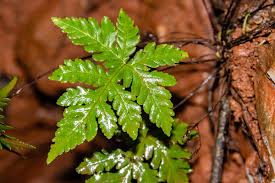 Image result for Doryopteris concolor