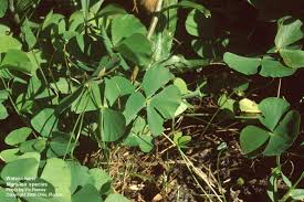 Image result for Marsilea ephippiocarpa